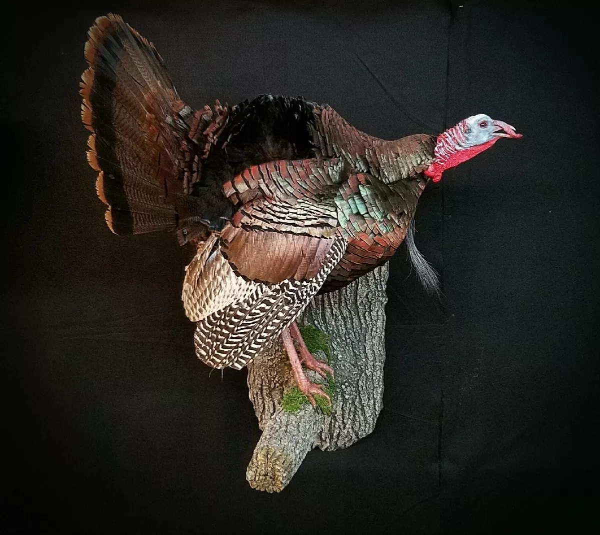 Turkey 4