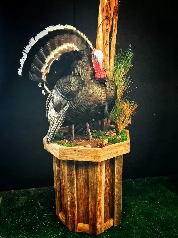 Turkey 6
