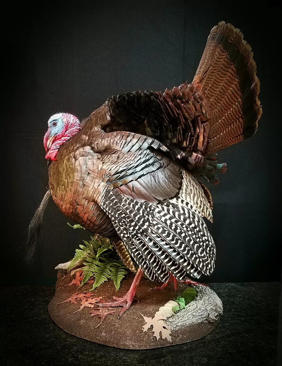 Turkey 7