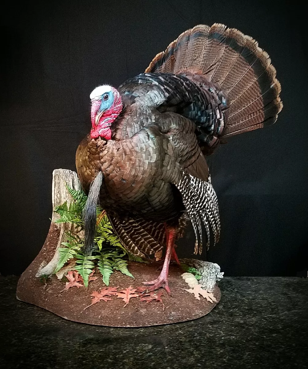 Turkey 8