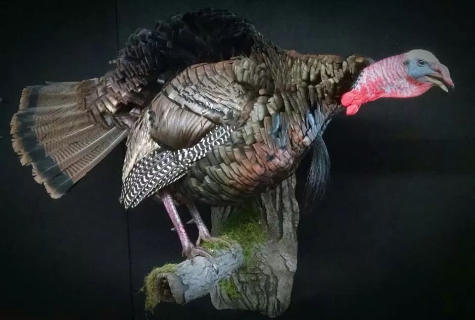 Turkey 10