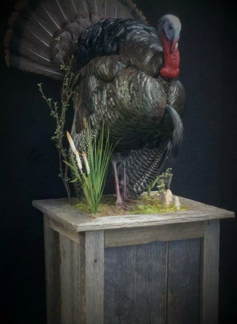 Turkey 11