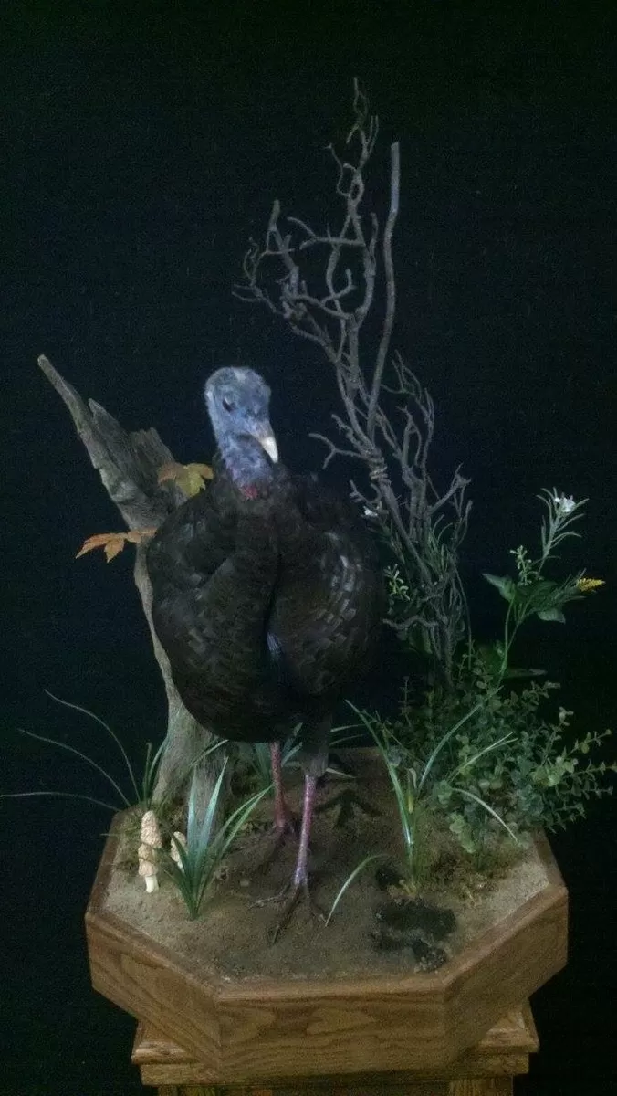 Turkey 12