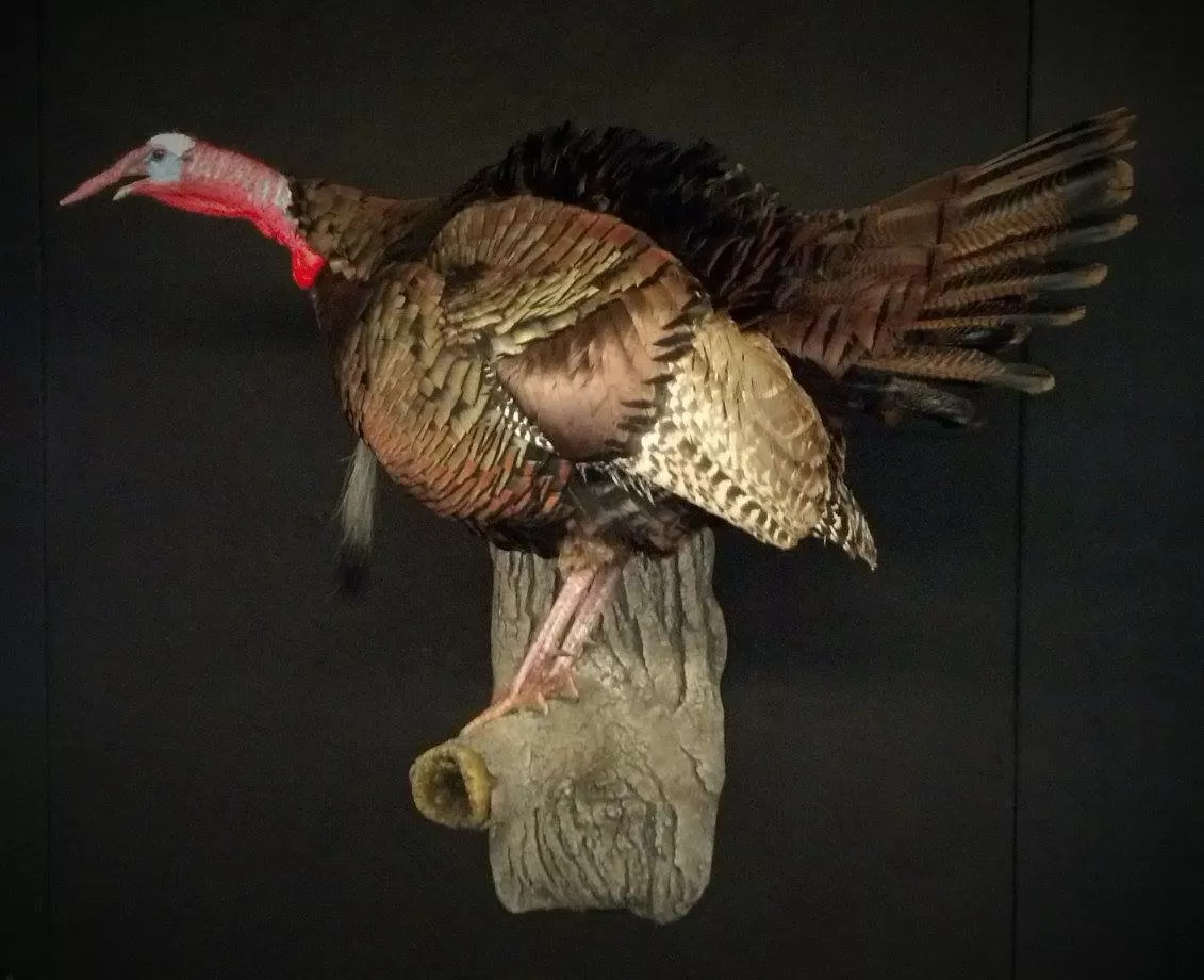 Turkey 13