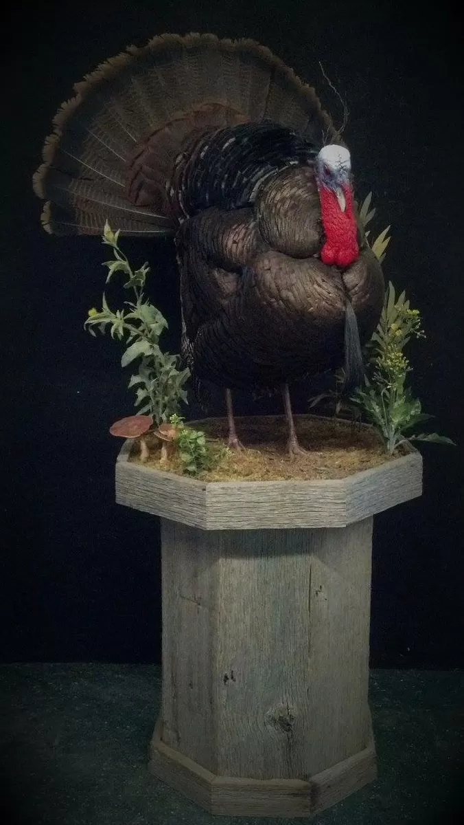 Turkey 14