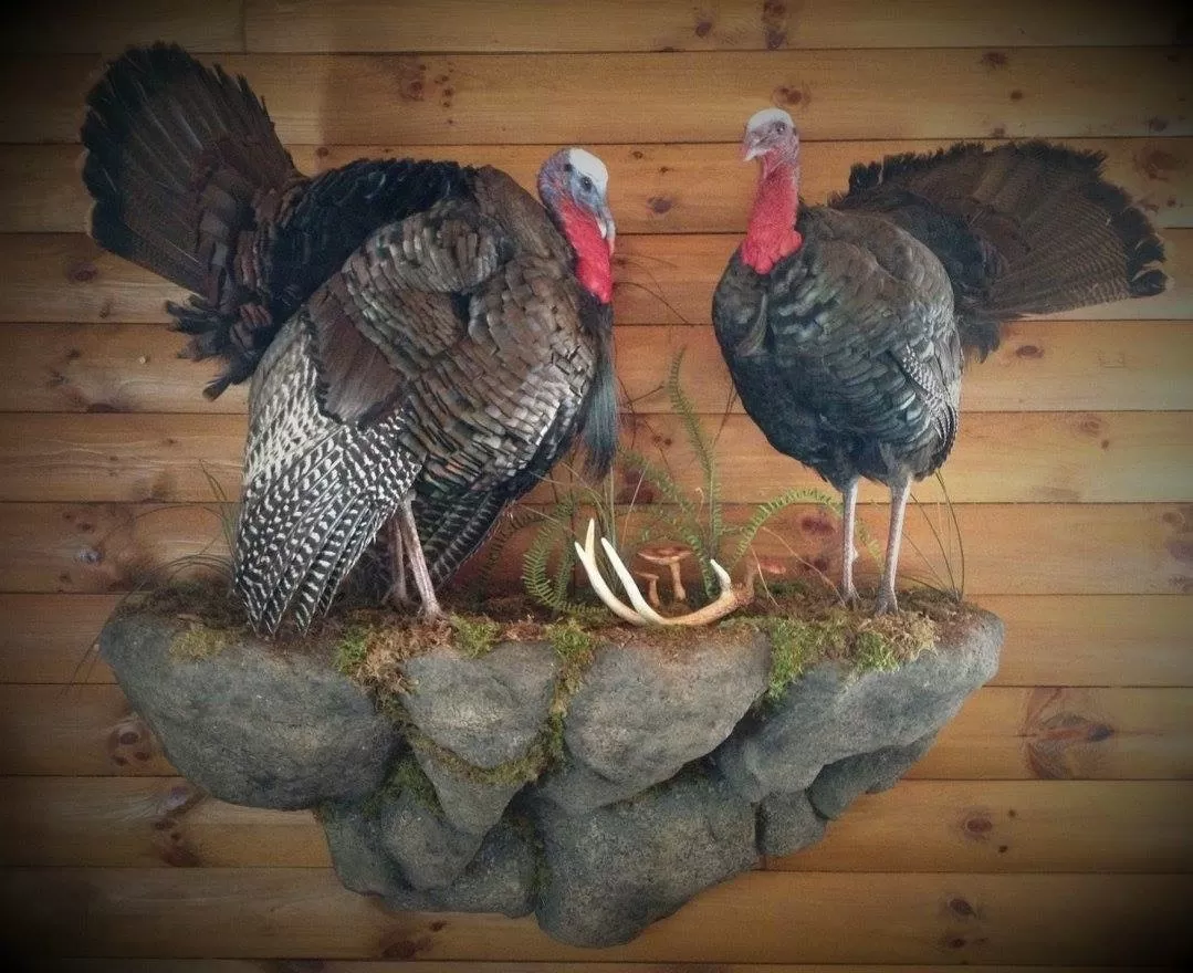 Turkey 15