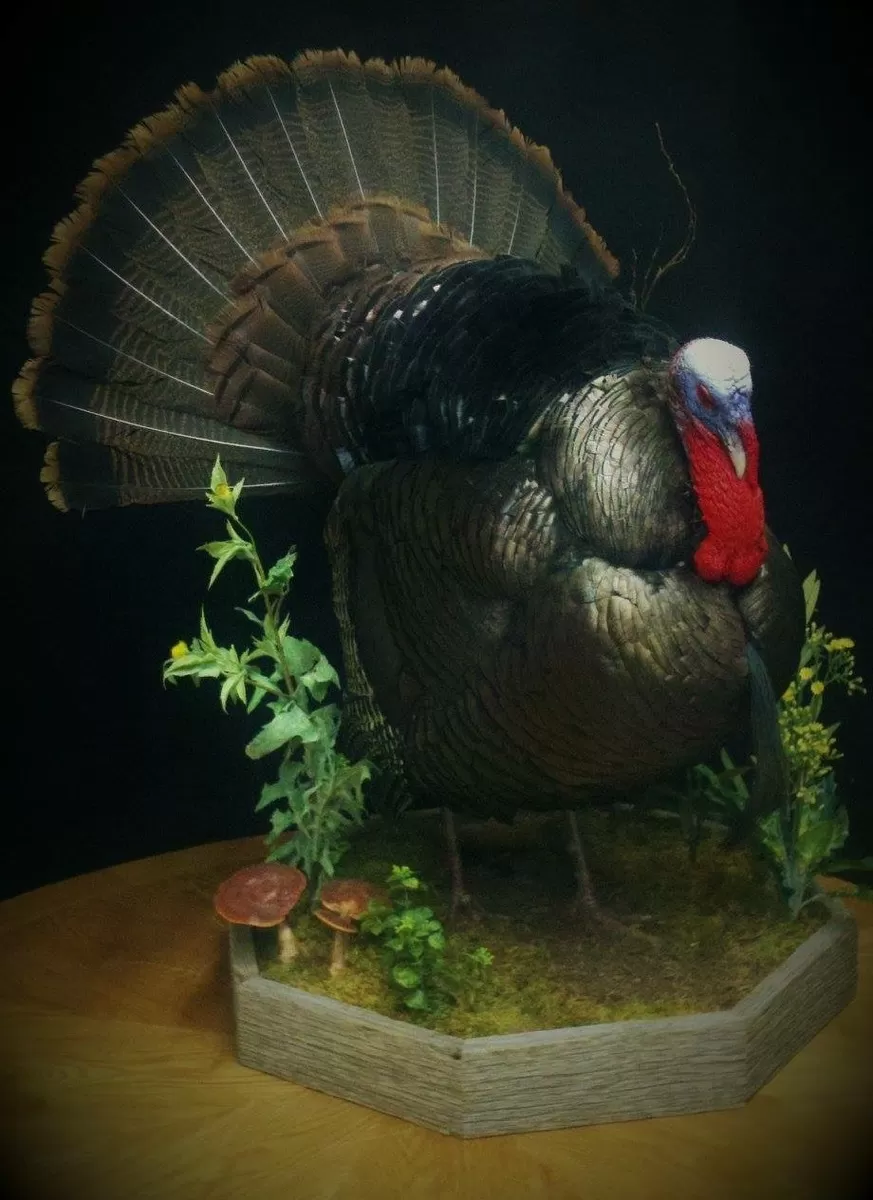 Turkey 17