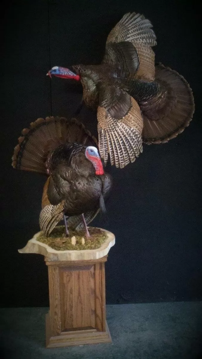 Turkey 18