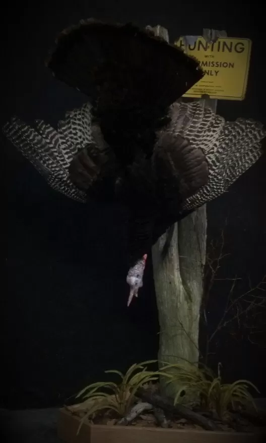 Turkey 21