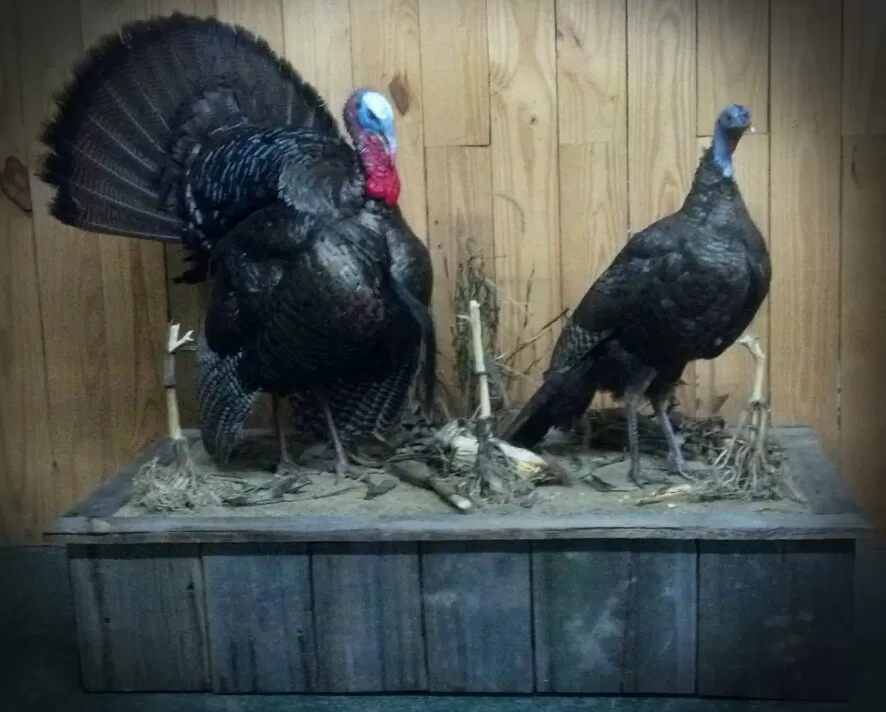 Turkey 22