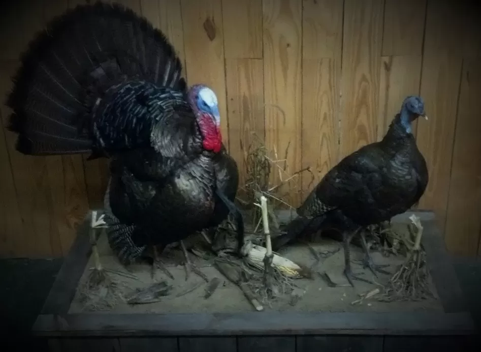 Turkey 24