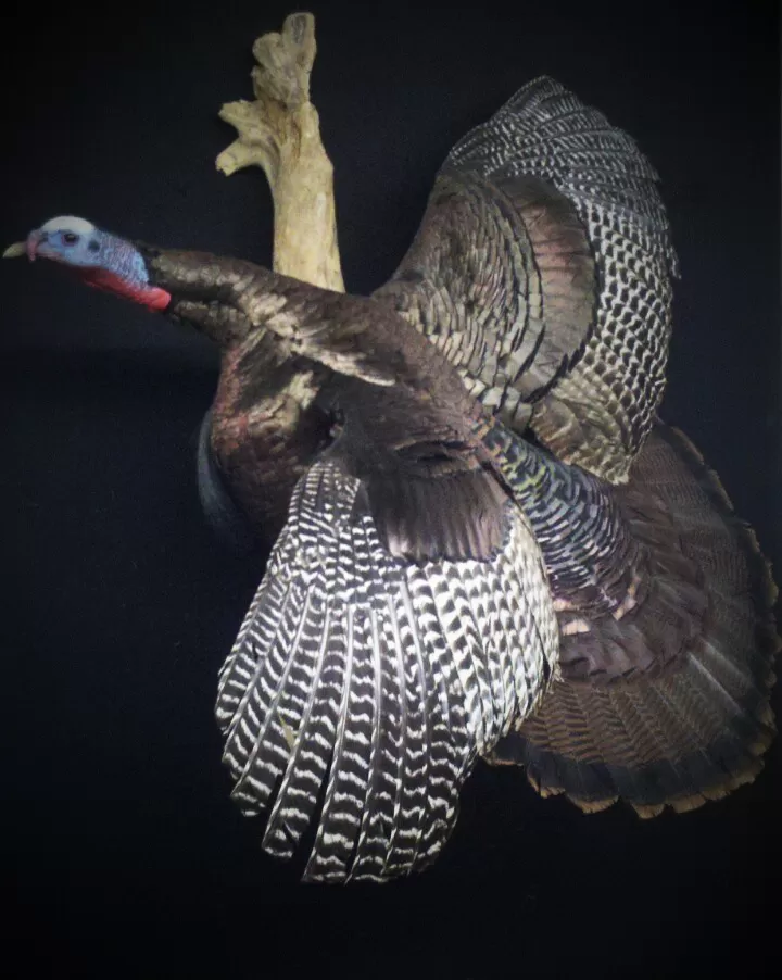 Turkey 25