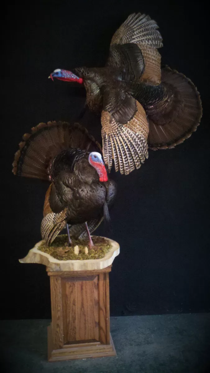 Turkey 28