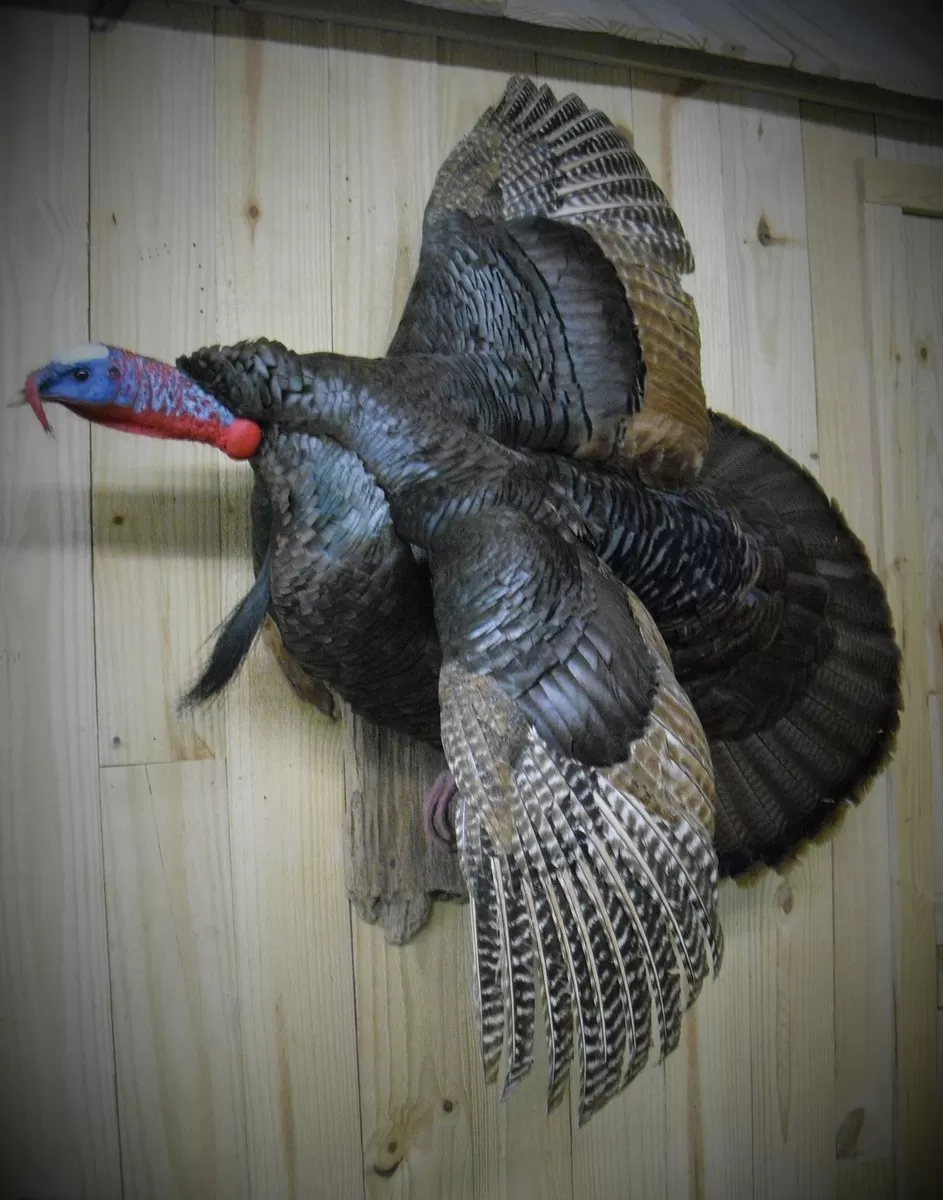 Turkey 29