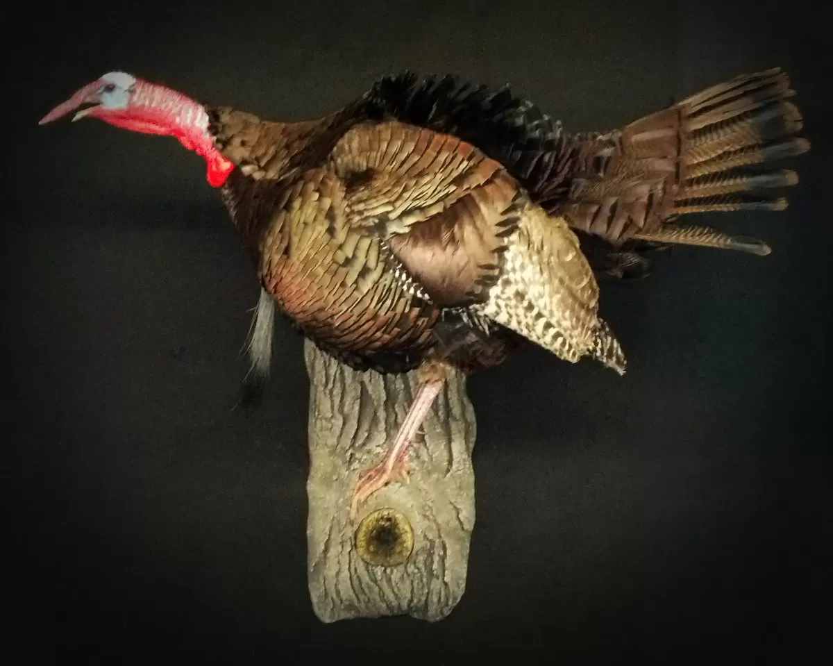 Turkey 30