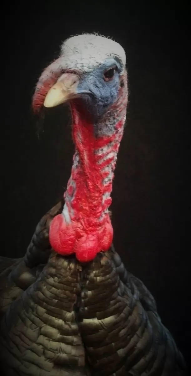 Turkey 37