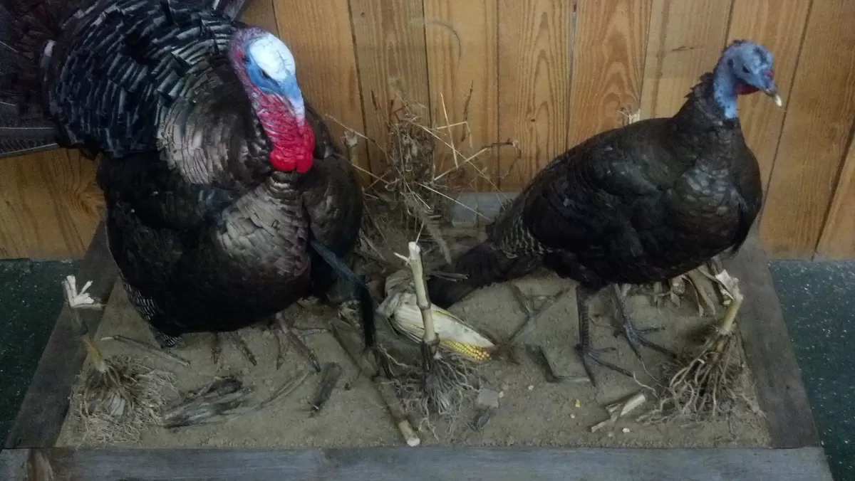 Turkey 39