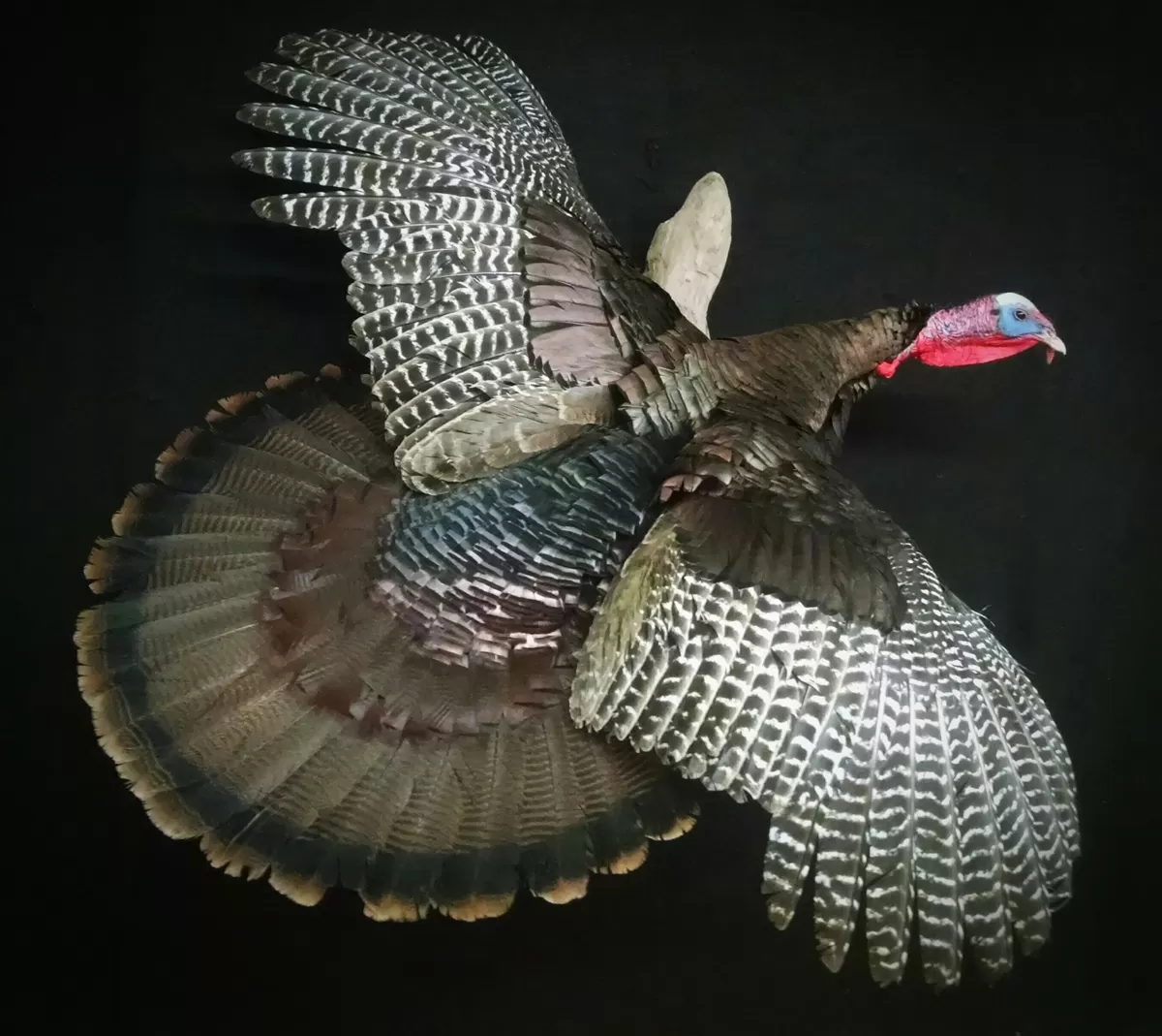 Turkey 40