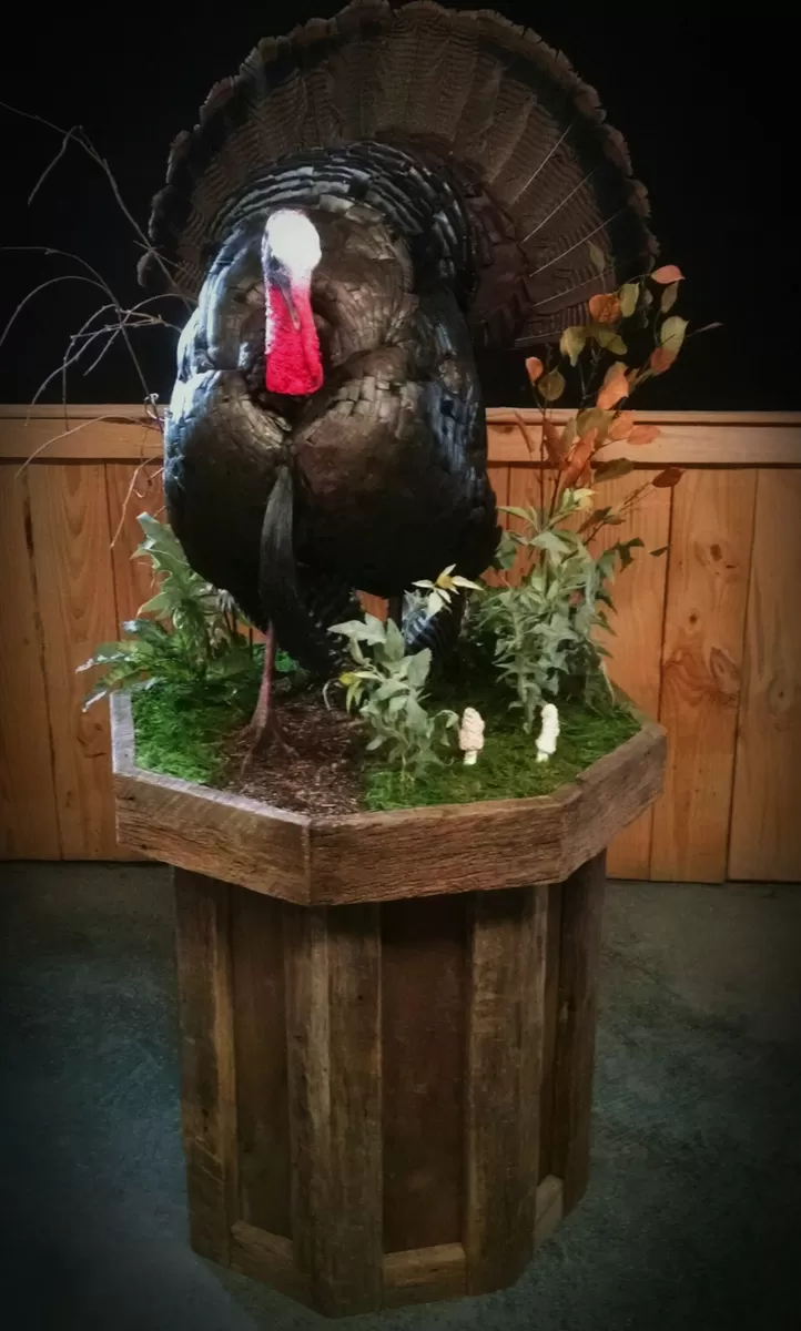 Turkey 41