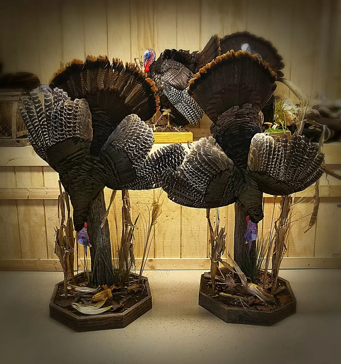 Turkey 43