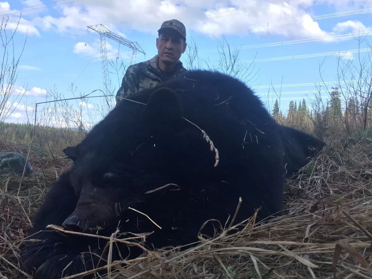 Spring black bear 1