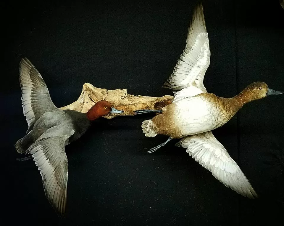 Bird Mount 30