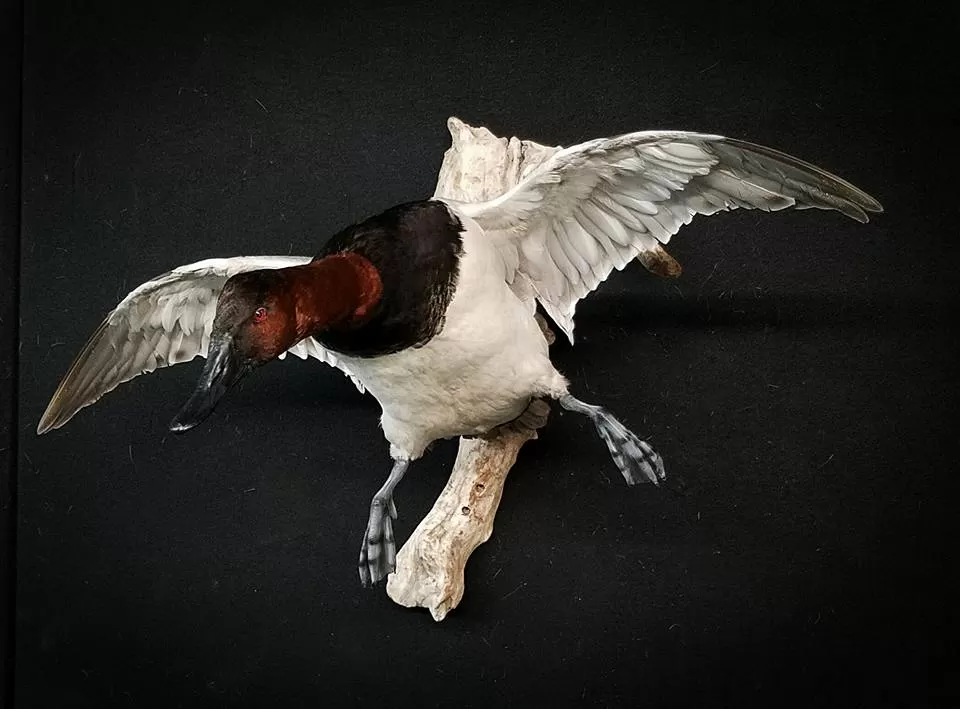 Bird Mount 31