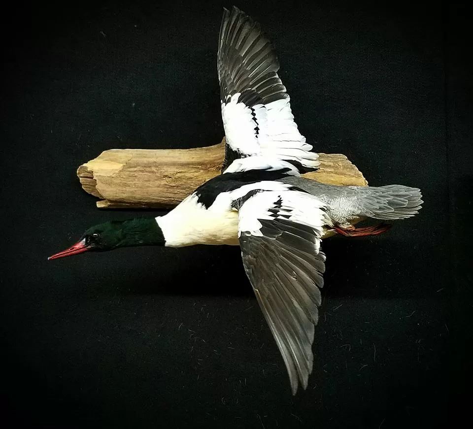 Bird Mount 32