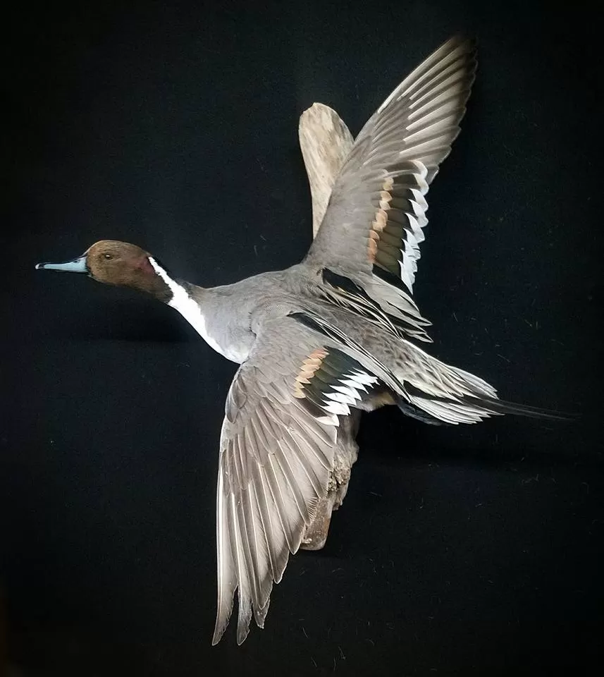 Bird Mount 23