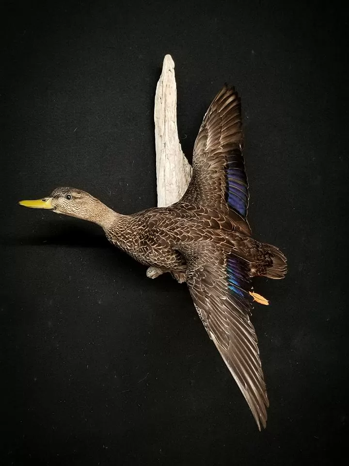 Bird Mount 28
