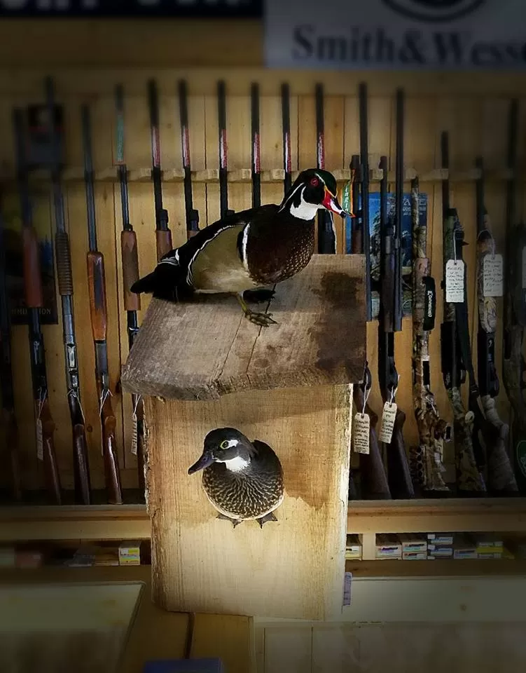 Bird Mount 24