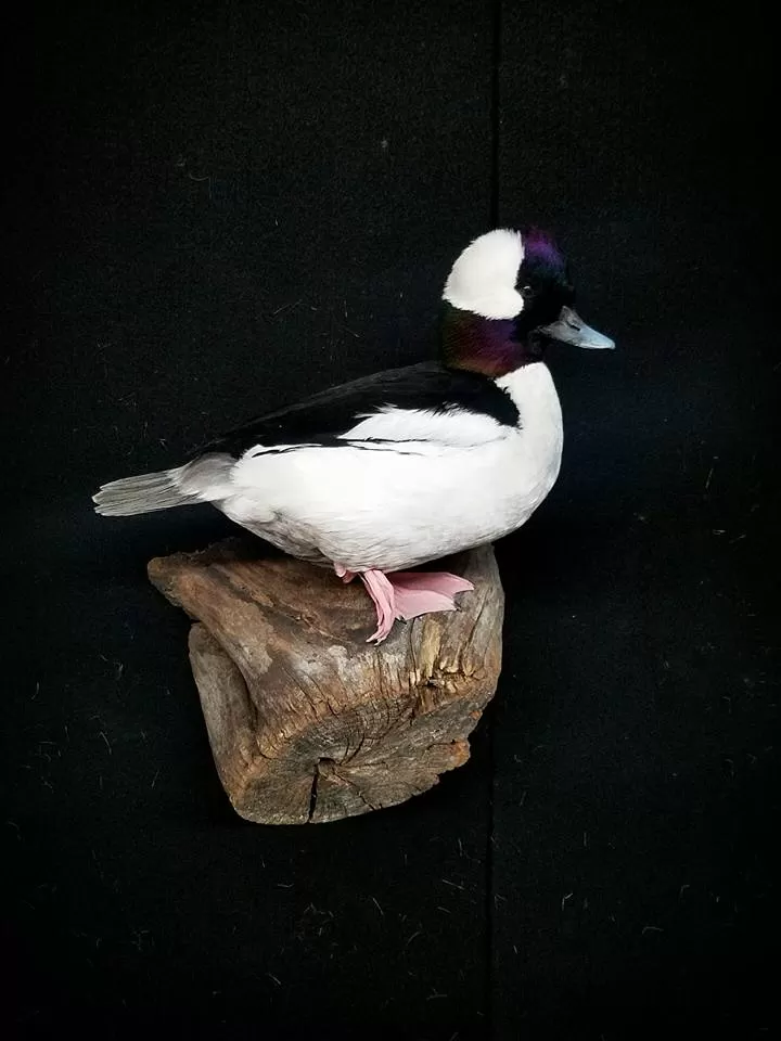 Bird Mount 27