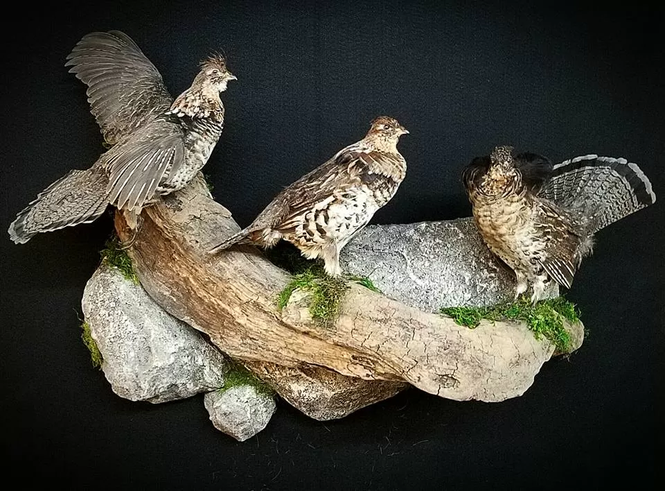 Bird Mount 29