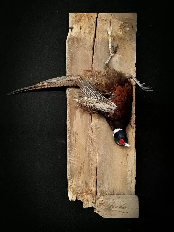 Bird Mount 26