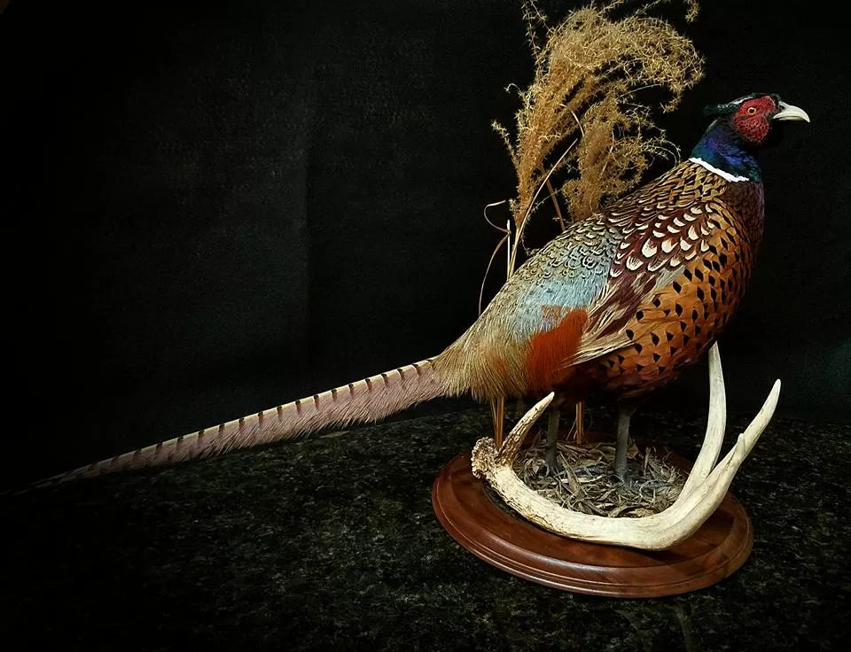Bird Mount 34