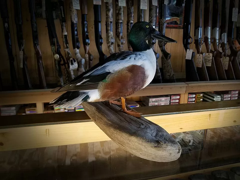 Bird Mount 33