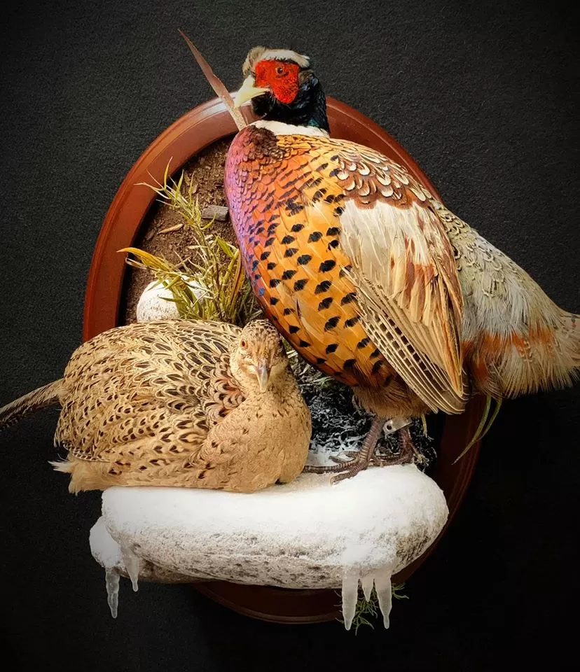 Bird Mount 46