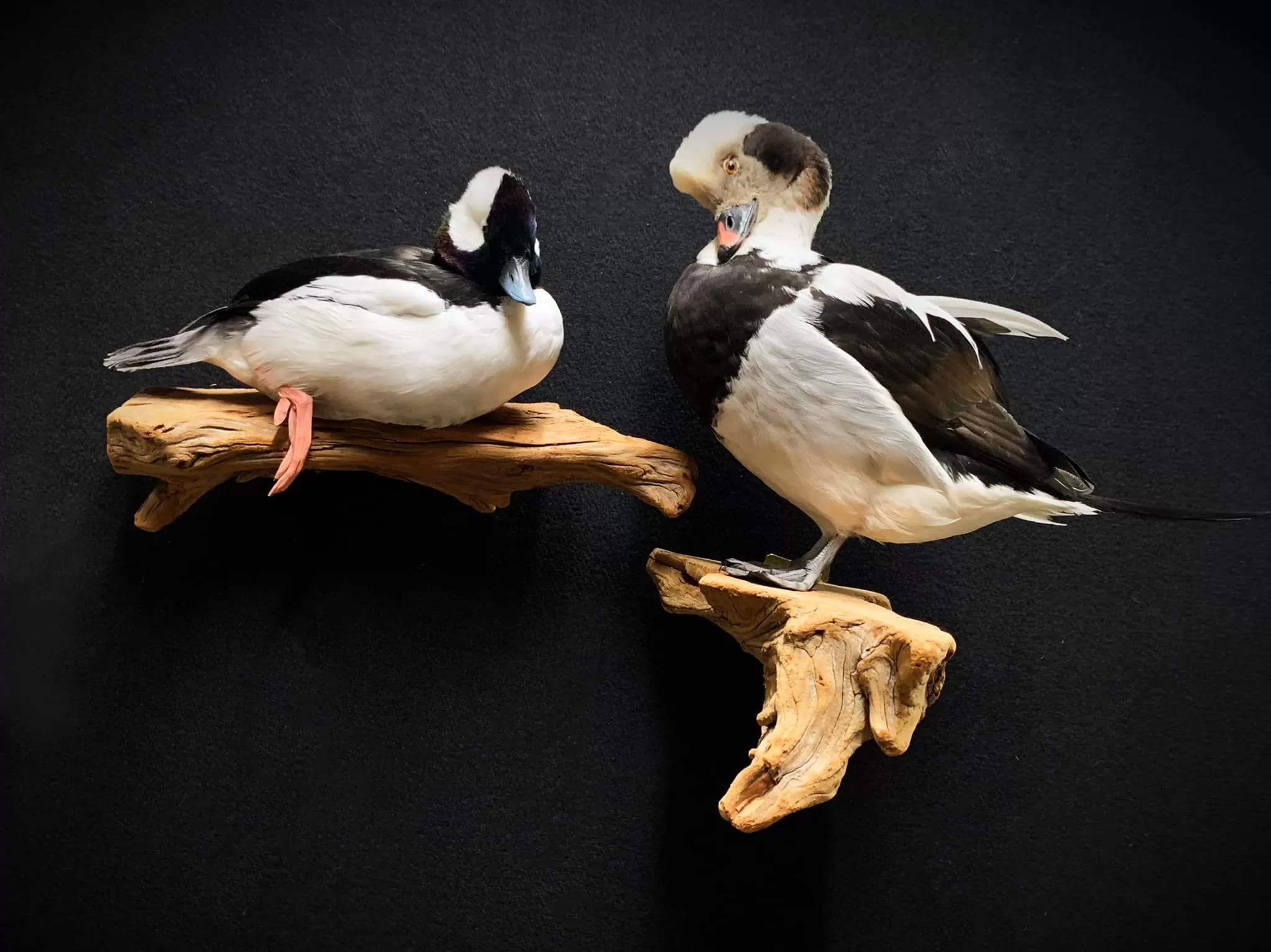 Bird Mount 35
