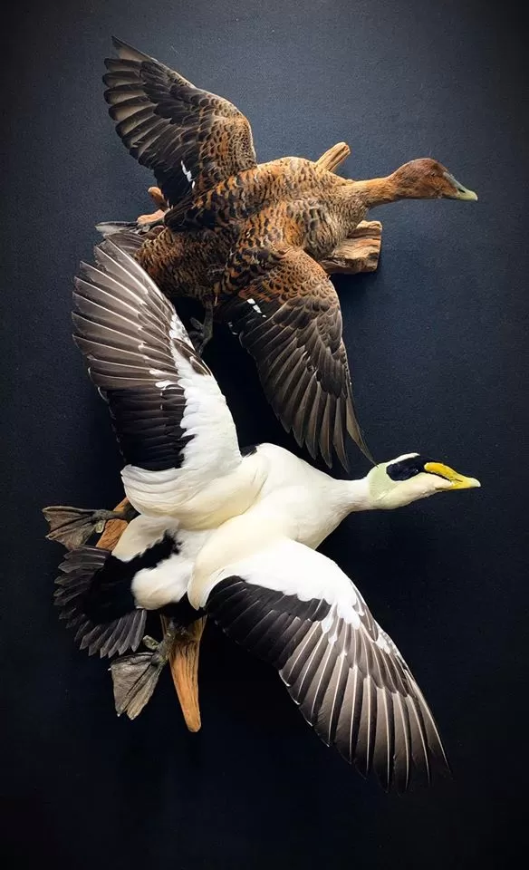 Bird Mount 36