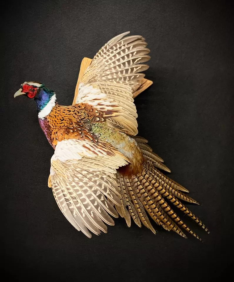 Bird Mount 47