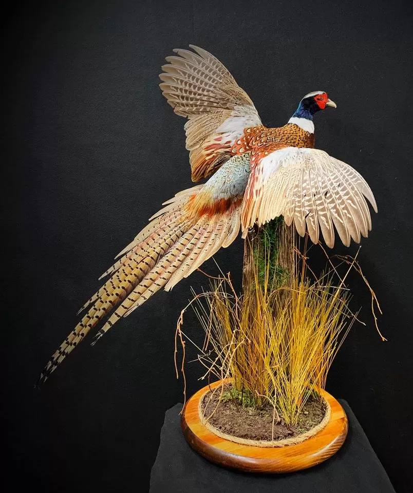Bird Mount 41