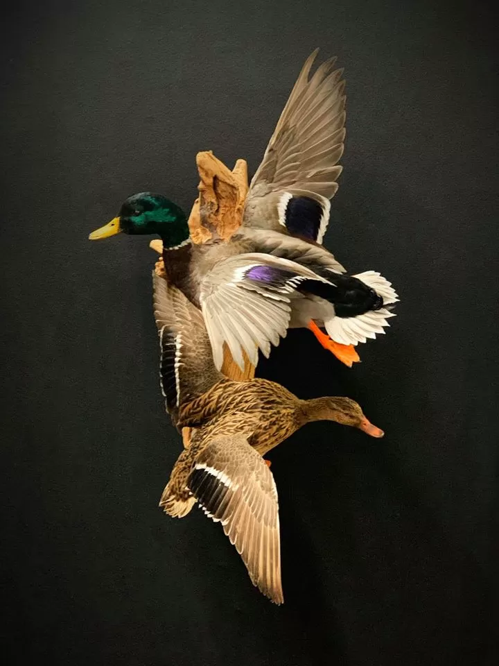 Bird Mount 40
