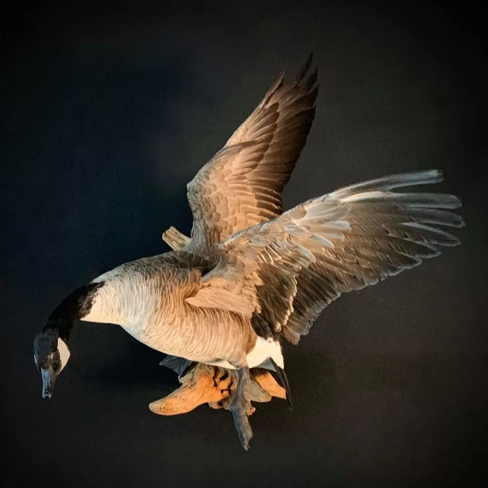 Bird Mount 43