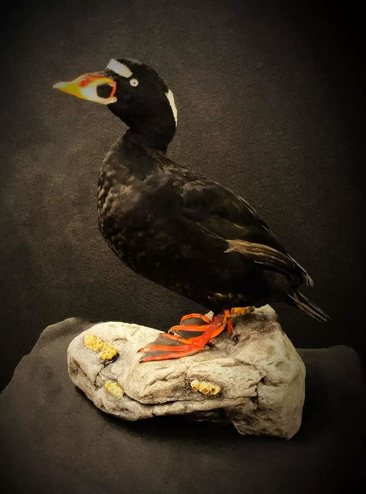 Bird Mount 44