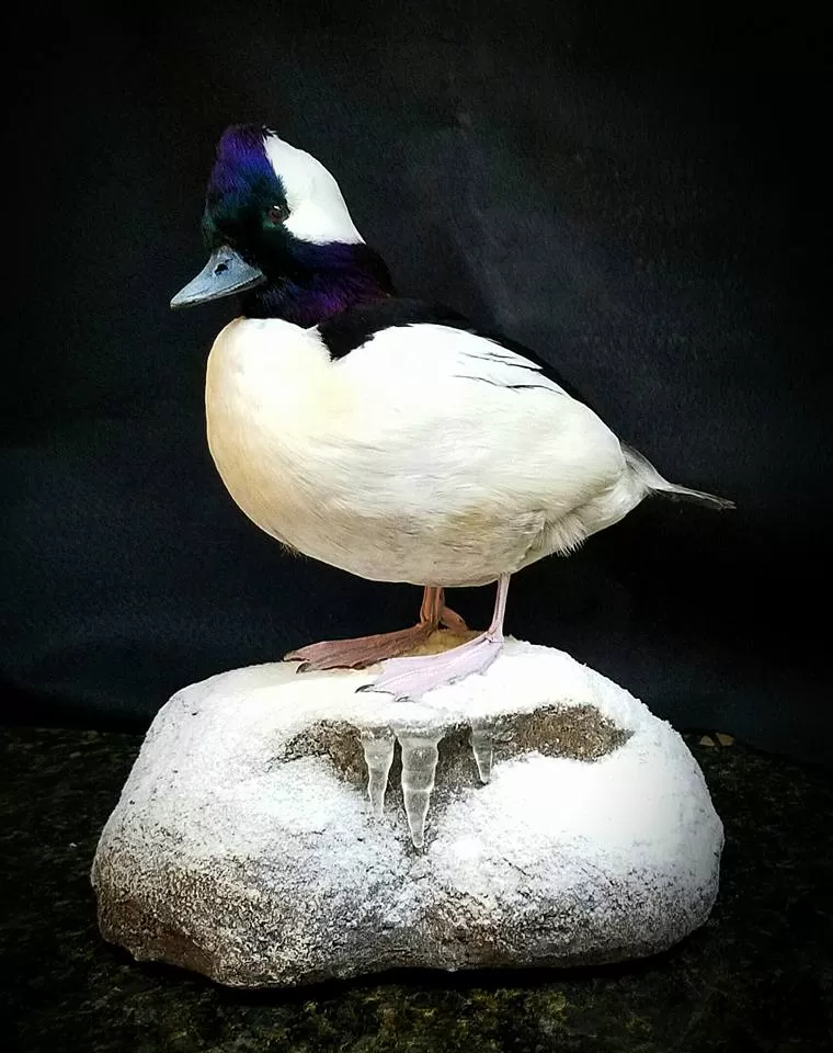 Bird Mount 37