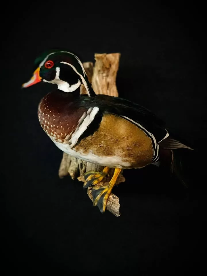 Bird Mount 39