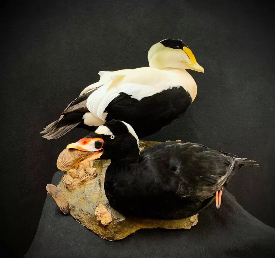 Bird Mount 42