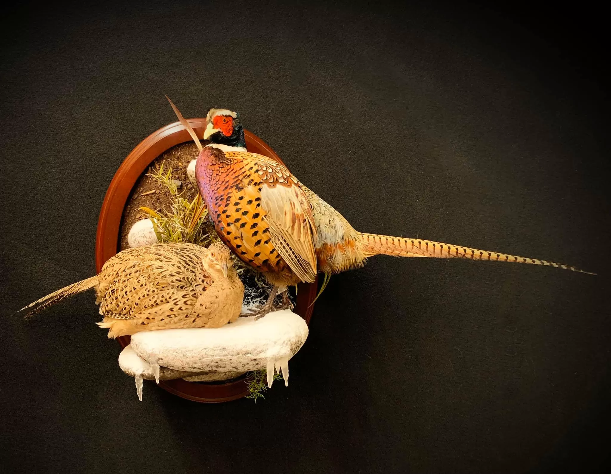 Bird Mount 53
