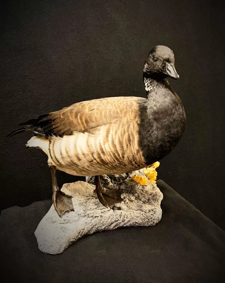 Bird Mount 50