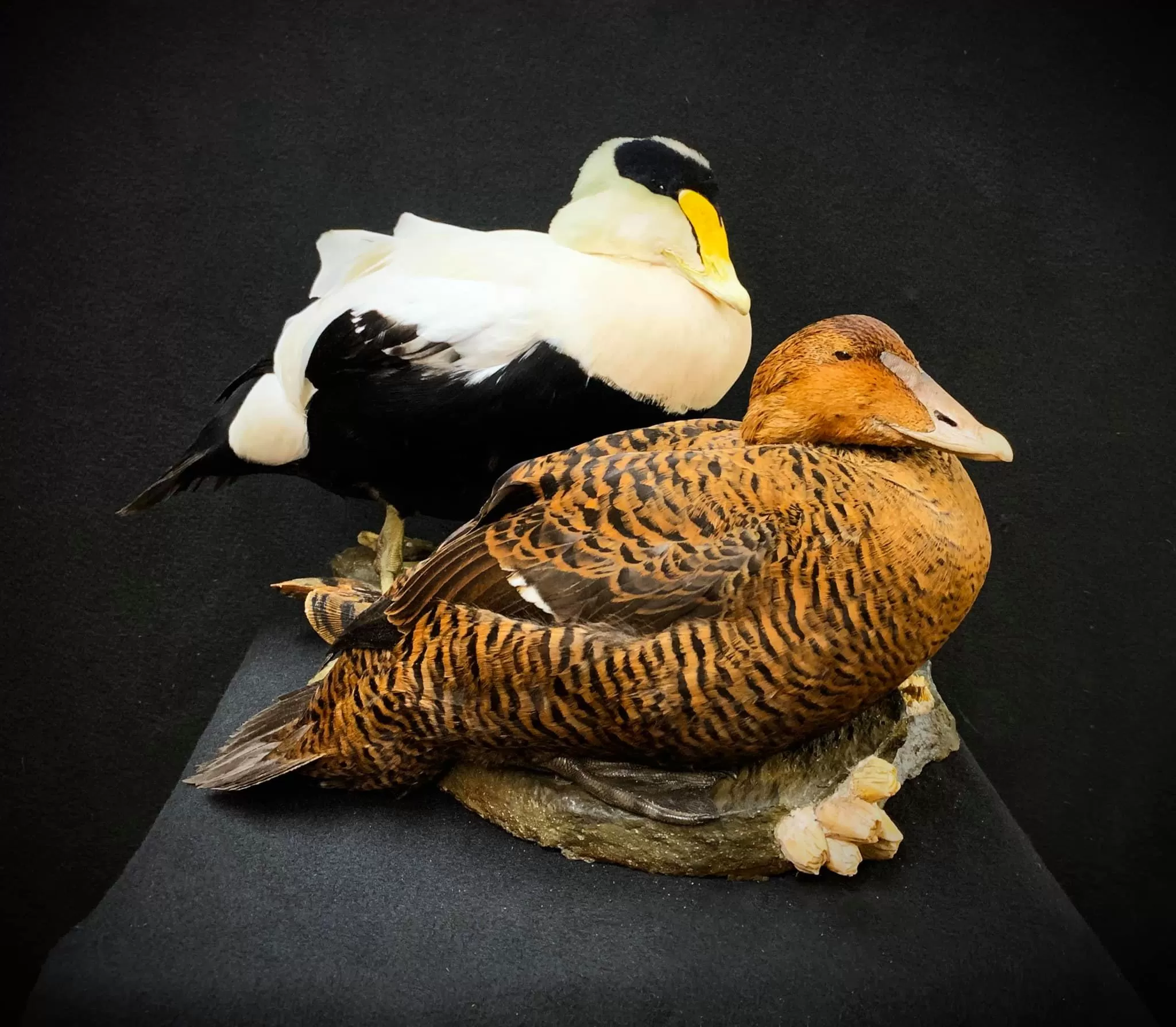 Bird Mount 52
